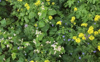 Growers offered funding to cover crop