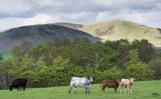 Increased trade disruption at UK-EU border could hit farmgate prices, warns NFU