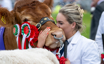 ROYAL WELSH SHOW: Maraiscote Tangerine takes Royal Welsh beef title