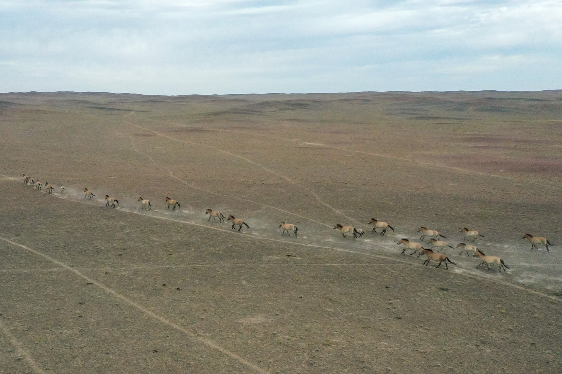 (EcoChina)CHINA-PRZEWALSKI'S HORSES-POPULATION-GROWTH (CN)