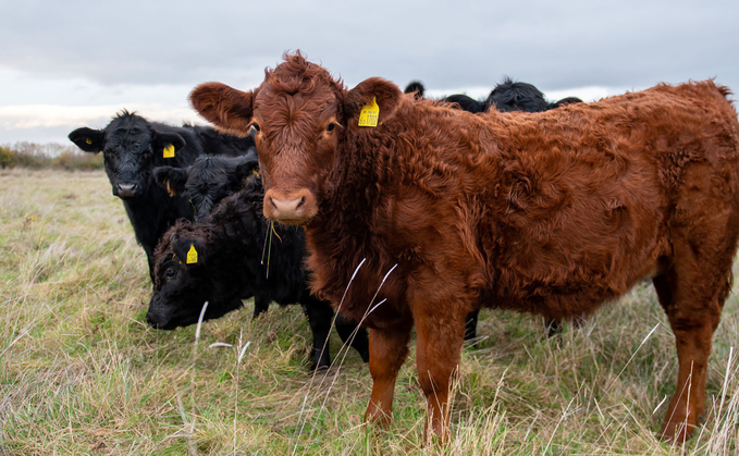 The Government said there have been more than 65 farms which have returned a positive case of bluetongue since August 26.