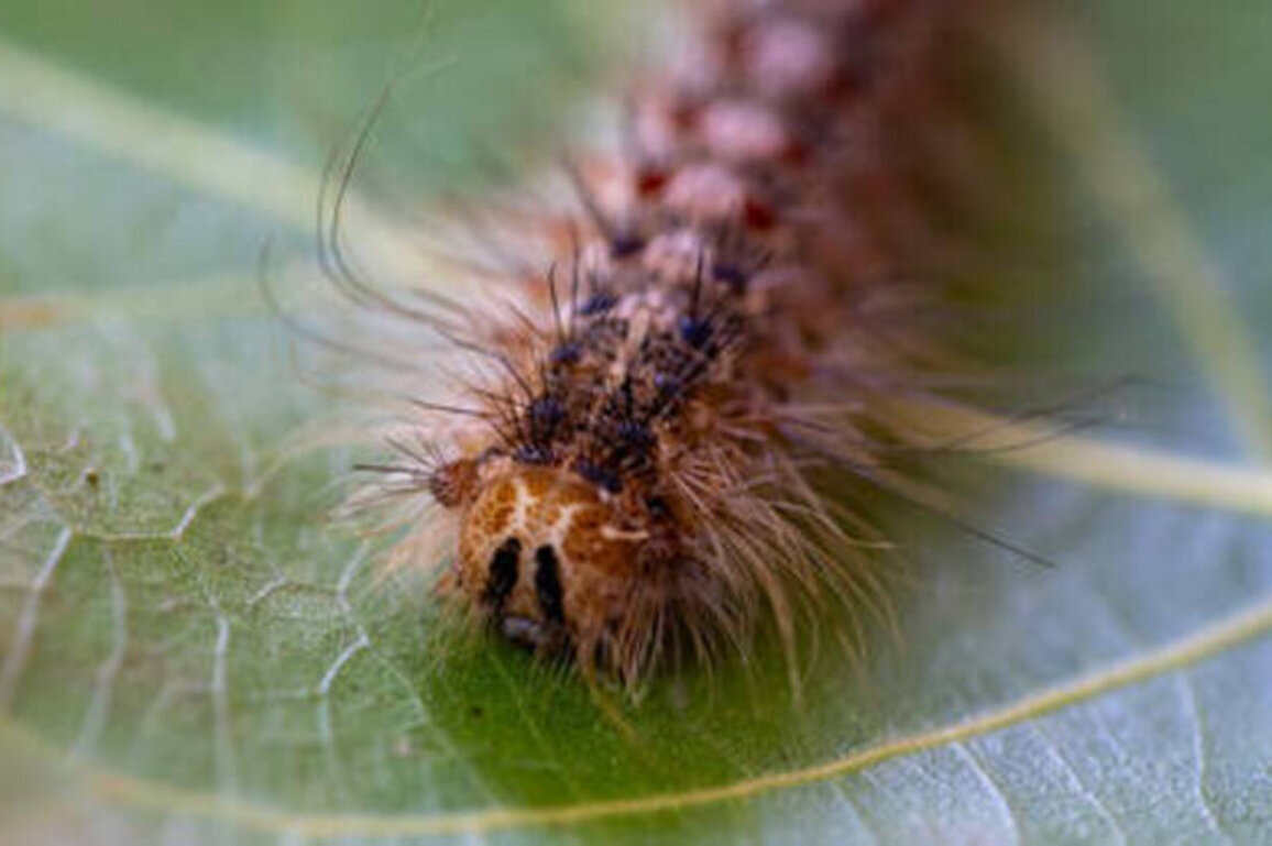 Toxic pests swarm Berlin - media