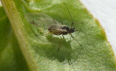 Beet growers warned of potential high aphid pressures