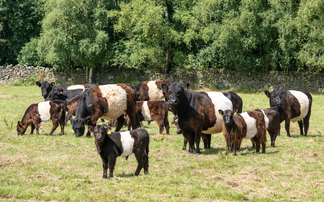 Collaboration is a winning strategy for two beef farms