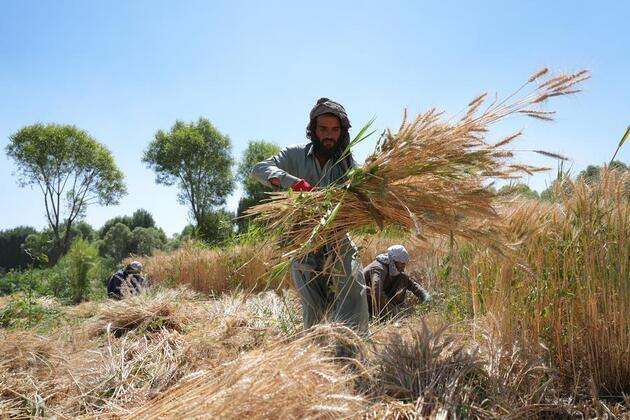 From poppy to wheat: Afghan farmers rebuild their fields