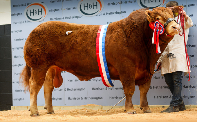 Goldies Vainqueur, 38,000gns