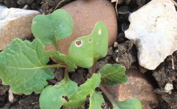 Beneficial insects could be 'heroes' in flea beetle battle