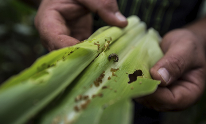 Armyworms threaten southern Africa food supply Armyworms threaten southern Africa food supply