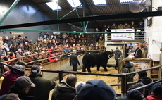 Future is bright for Farmers Marts