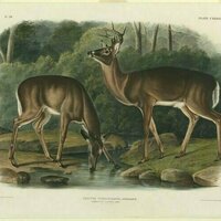 The rise and fall - and rise again - of white-tailed deer