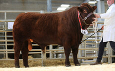 Devon bulls peak at 6,200gns at Sedgemoor