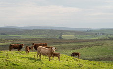 NI beef sector faces 'perfect storm' as factory prices collapse