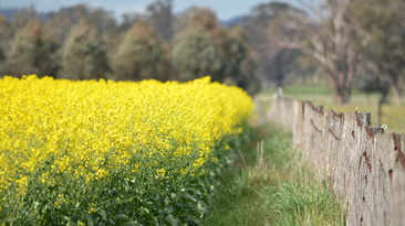 China has slapped tariffs on Canadian canola, but Canada's loss could be Australia's gain. 
