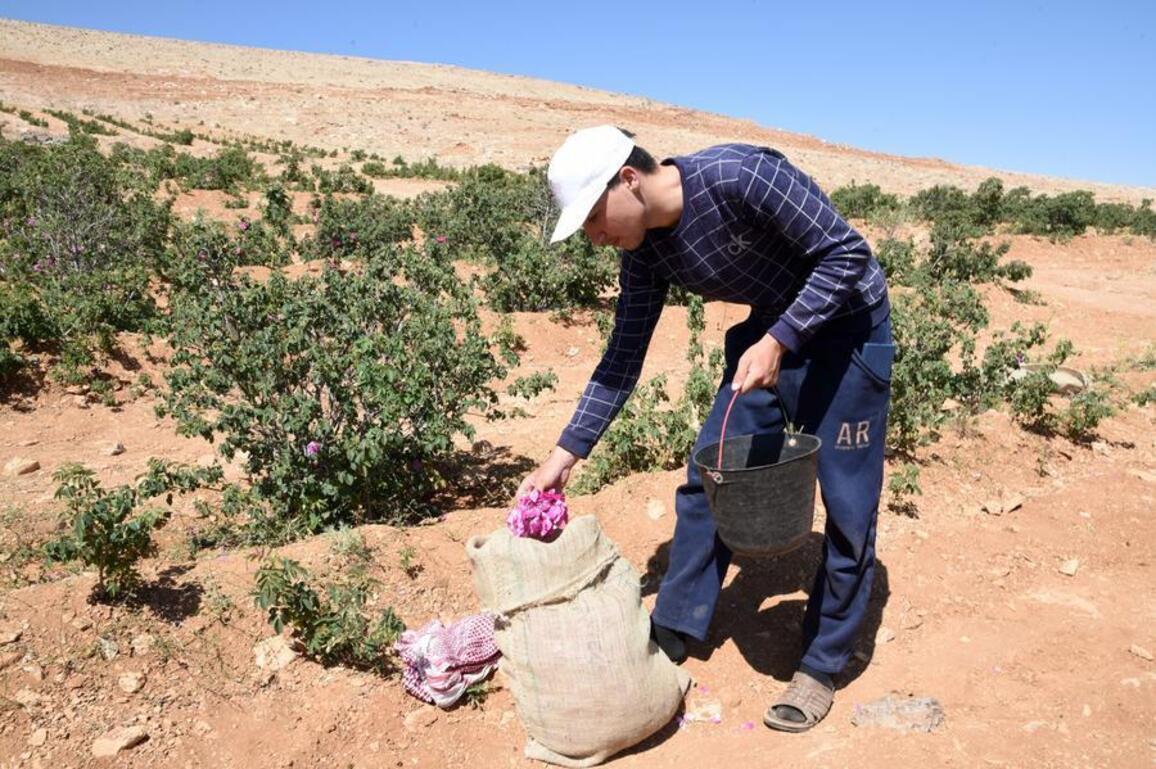 Syria's Damask rose tradition struggles to survive despite abundant harvest
