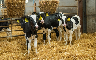 Pre-weaning period key to rearing sustainable replacement heifers