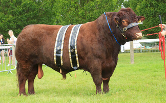  Lincoln Red reigns supreme at home county show