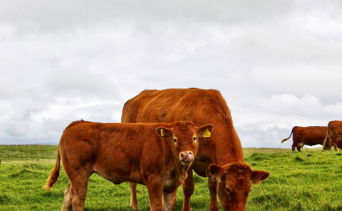 Test your Beef Stockjudging skills 2020 and win up to £200