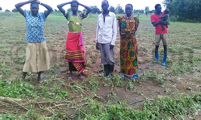 Hailstorm destroys 32 acres of crops in Koboko Hailstorm destroys 32 acres of crops in Koboko