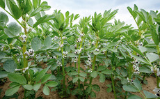 Keep beans clean to benefit from good establishment