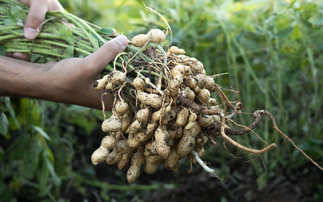 'Protect the Peanut Plan': Mars invests $5m to enhance climate resilience of key crop