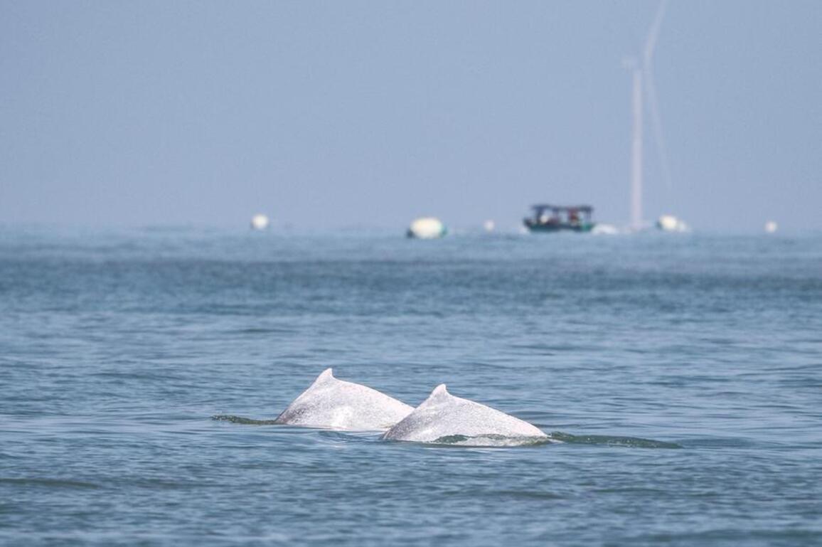 HainanOutlook | A group of 30 to 50 Chinese white dolphins spotted in S China's Hainan