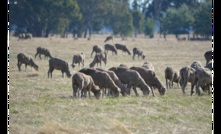  Lamb and mutton prices should rebound later this year, according to Rural Bank's latest outlook. Photo: Mark Saunders.