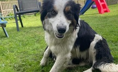 Welsh sheepdog spends 4 nights in Snowdonia National Park after going missing from farm