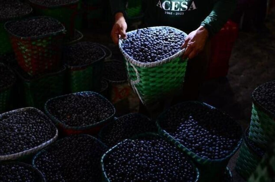 Brazil declares acai a national fruit to ward off 'biopiracy'