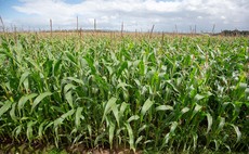 Corn Borer threat rises in-line with warmer temperatures