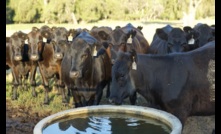 The domestic cattle market has reached its strongest point yet.