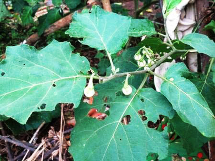  oles created by leaf chewing insects