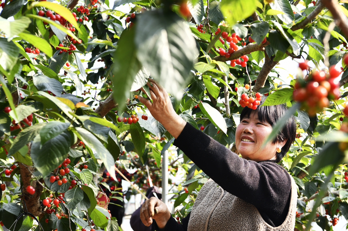 #CHINA-SPRING-FARM WORK (CN)