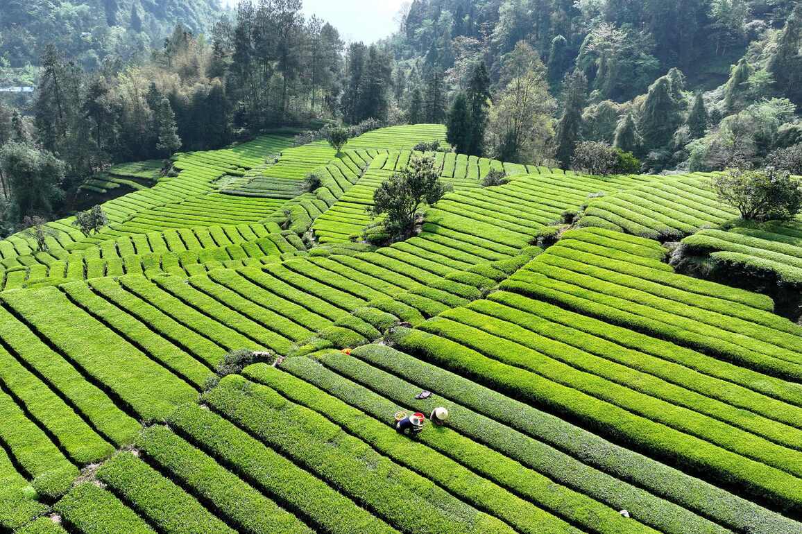 Chinese scientists decode how plants balance early spring growth with frost survival