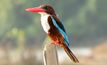 Metgasco still testing Kingfisher discovery
