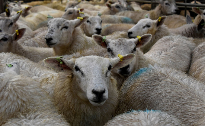 Tight supplies in lamb markets