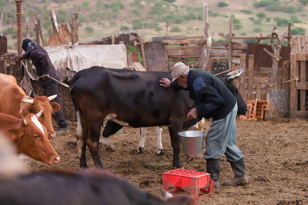 CAPE VERDE-DAILY LIFE-LIVESTOCK FARMING FAMILY