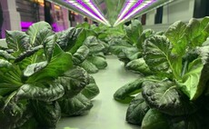 Could vertical farms help cities feed themselves?