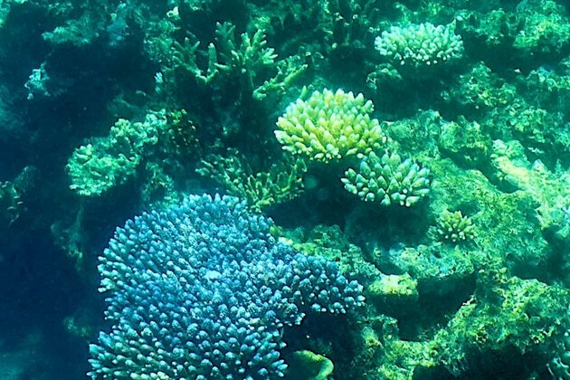 Australia&#039;s Great Barrier Reef Hit by Mass Coral Bleaching Event