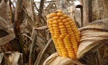 Sweet corn could slow eye disease