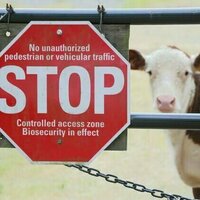 Foot-and-mouth disease would devastate Australia's graziers if it got in. Here's how a new vaccine might help
