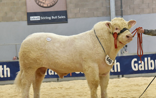 Stirling Bull Sales: Flying Charolais trade tops at 36,000gns 