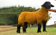 Suffolks sell to 75,000gns at Lanark