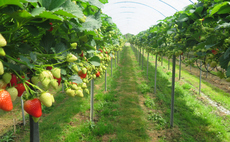 Report reveals major shift in British berry growers' sustainability efforts