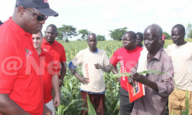 Sorghum, cassava boost economic livelihoods in east, north Sorghum, cassava boost economic livelihoods in east, north