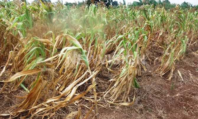 Crop-destroying Armyworm 'major threat' to world farming: NGO Crop-destroying Armyworm 'major threat' to world farming: NGO