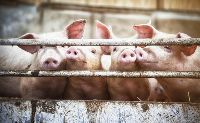 Funded vet visits can help identify low-cost ways to keep pigs healthy.