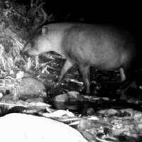 Extremely rare animal once believed to be extinct in area caught on camera