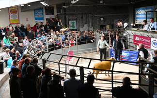 NSA Wales and Border early ram sale sees highs of 3,500gns