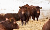 OPINION: Stock judging is a key part of YFC