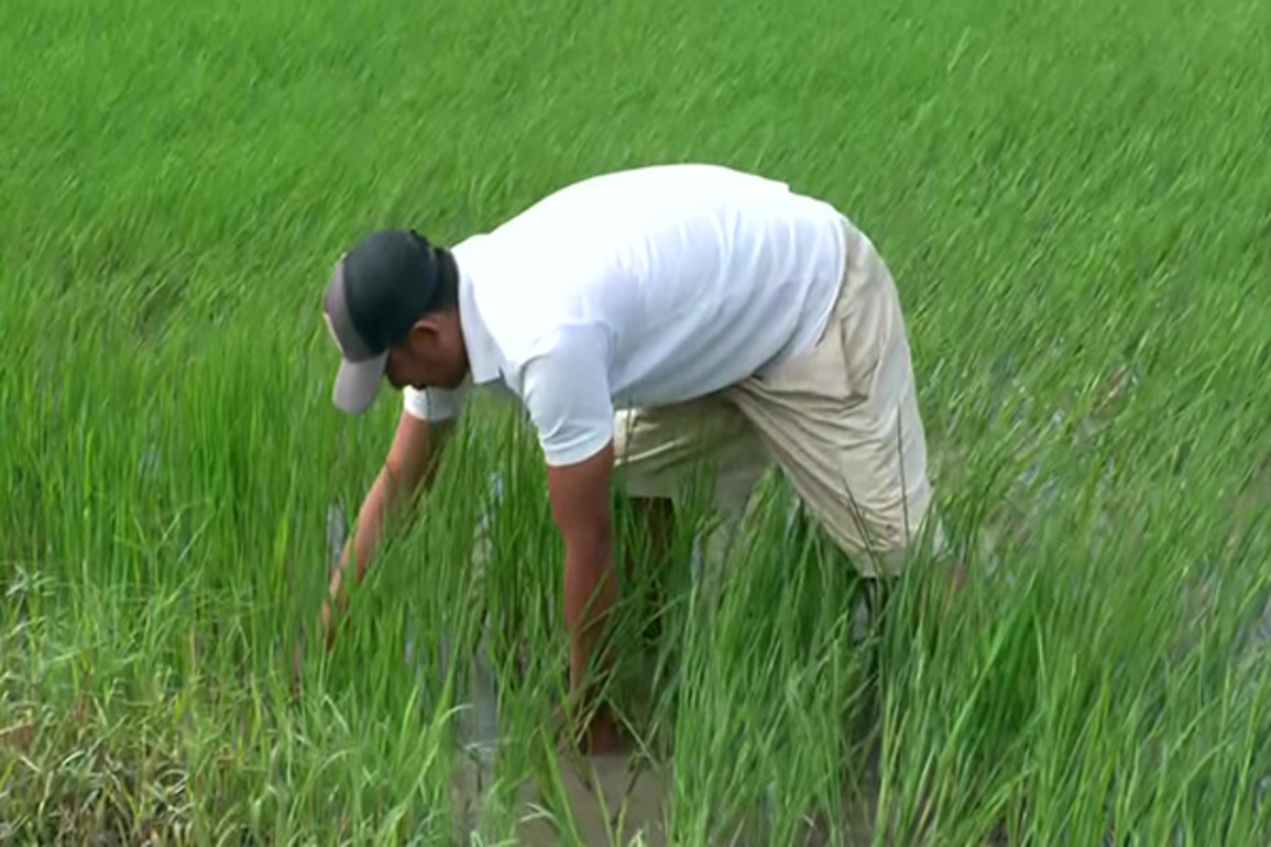 Agrarian crisis deepens in Manipur amid prolonged ethnic violence